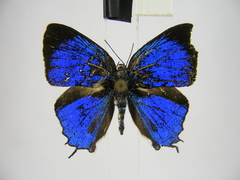 Paradeudorix ituri ituri