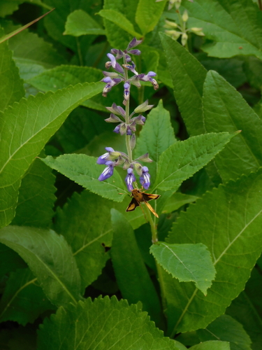 Salvia urticifolia L.