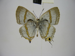 Paradeudorix ituri ituri