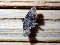Sufetula