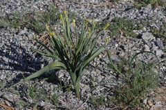 Moraea schlechteri