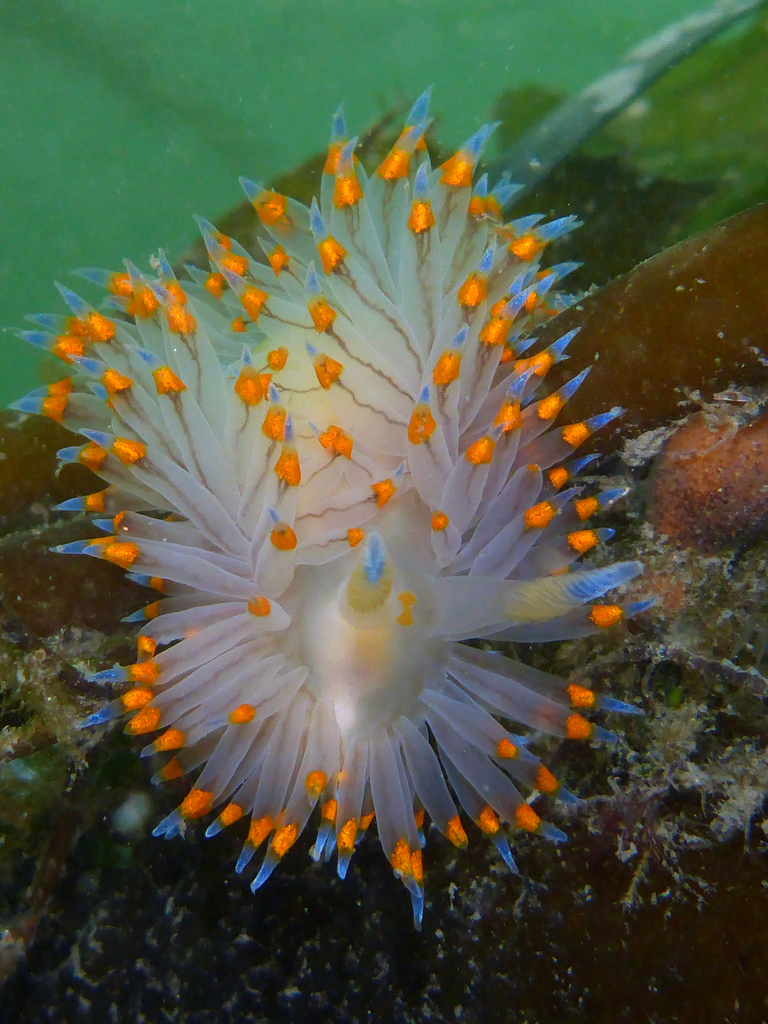 Nudipleura