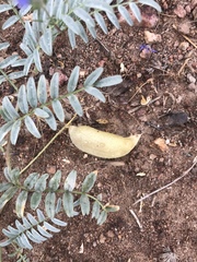 Astragalus douglasii parishii