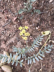 Astragalus douglasii parishii