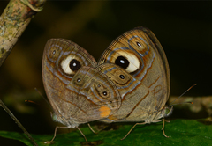 Mycalesis junonia