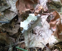 Mesoleuca albicillata