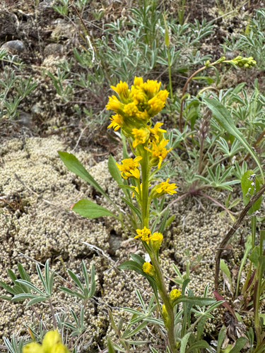Solidago simplex, photograph 4