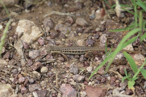 Jerdon’s Snake eye, Ophisops jerdonii