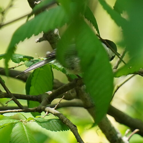 Carolina Chickadee photographed in Illinois