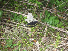 Battus polydamas psittacus