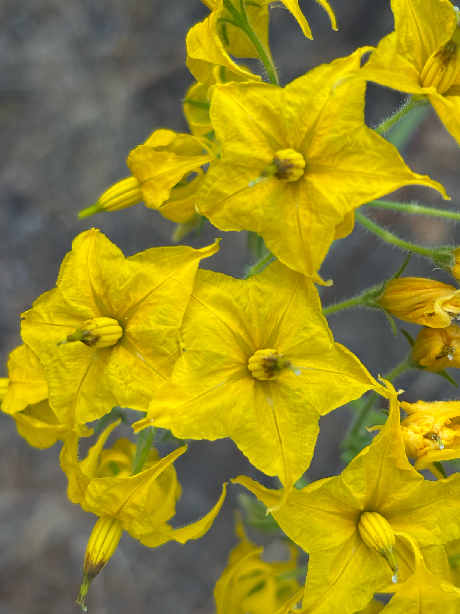 Solanum habrochaites