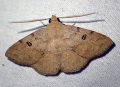 Ugia signifera