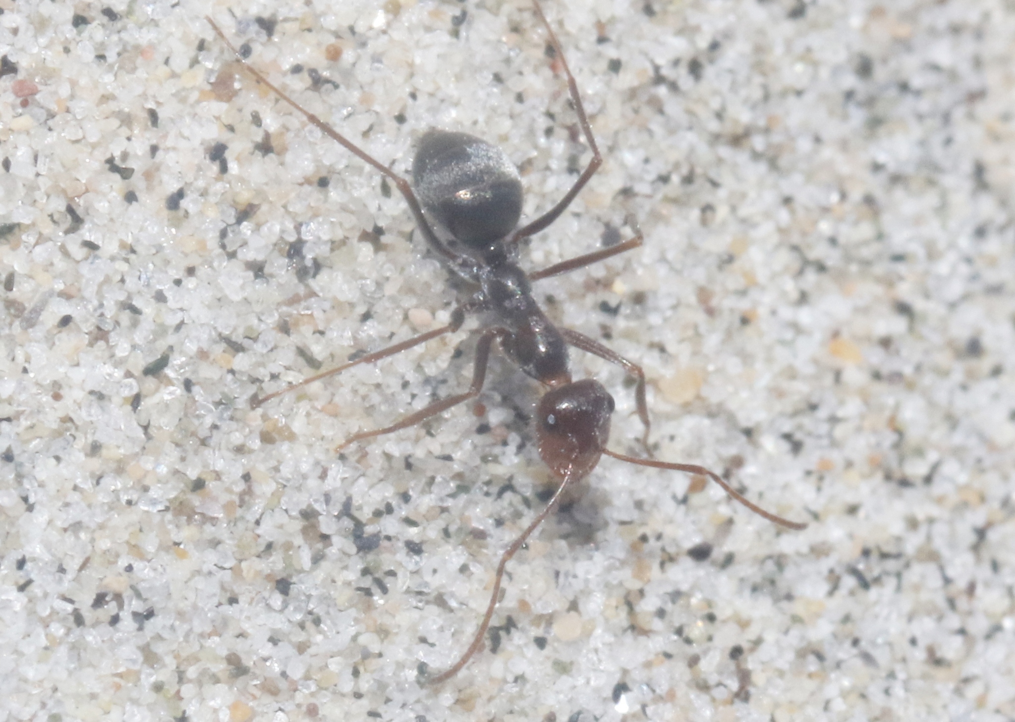 Myrmecocystus baja