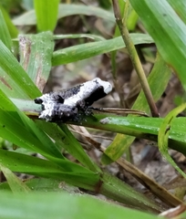 Theloderma baibungense