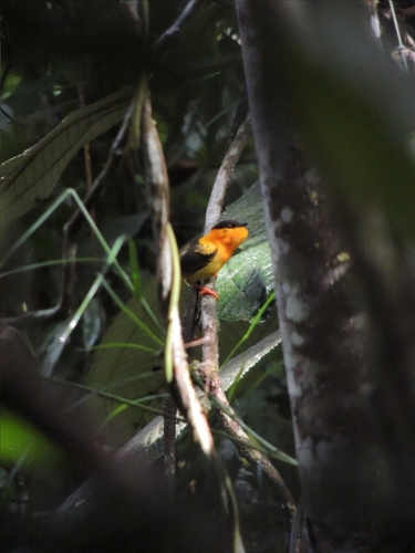 Orange-collared Manakin (Manacus aurantiacus), photo 6