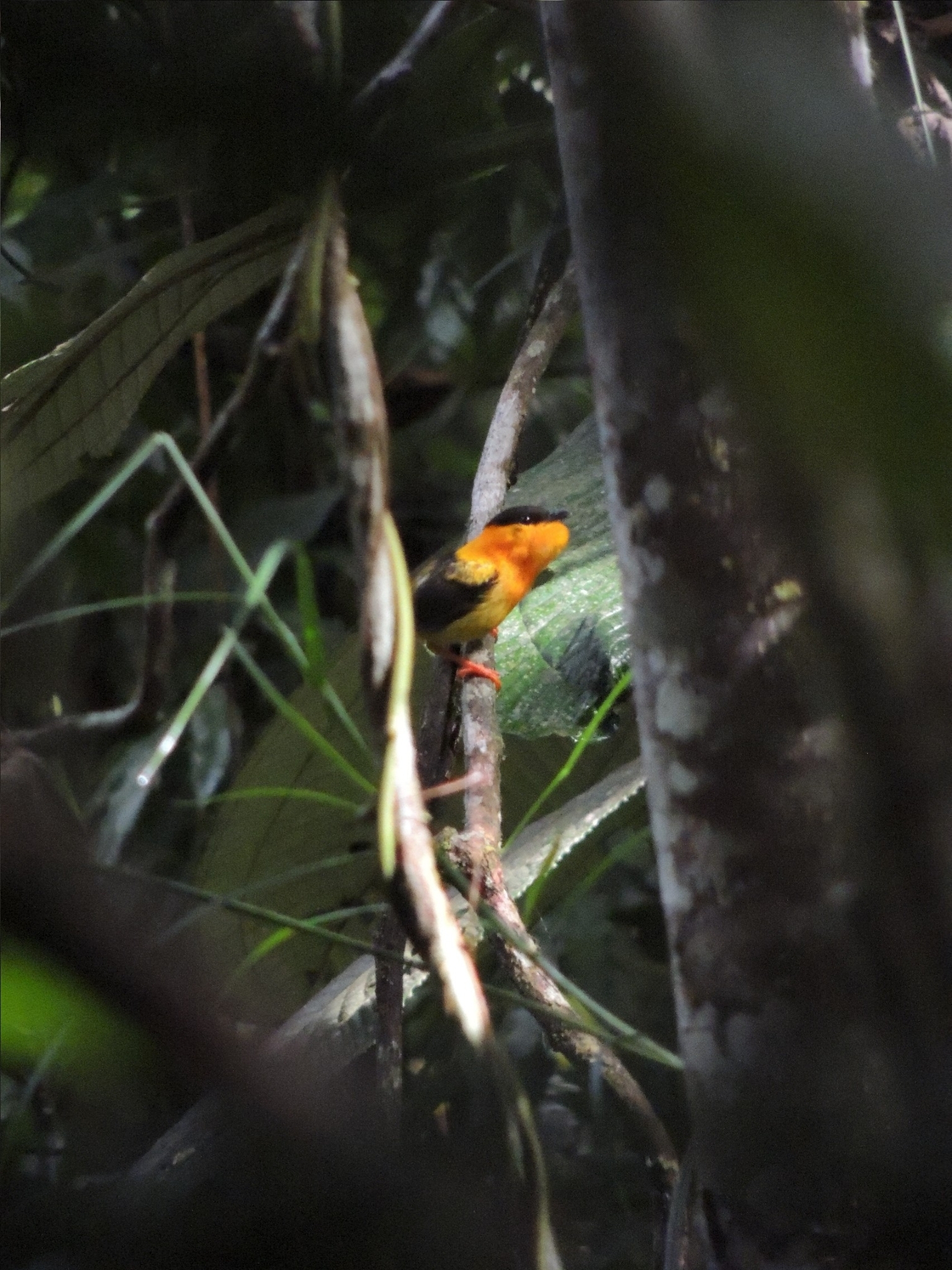 Orange-collared Manakin (Manacus aurantiacus), photo 7