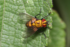 Chrysoexorista