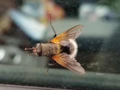 Mesembrina decipiens