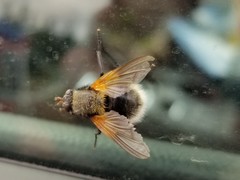 Mesembrina decipiens