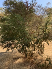 Ceanothus leucodermis