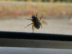 Mesembrina decipiens