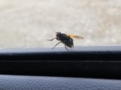 Mesembrina decipiens