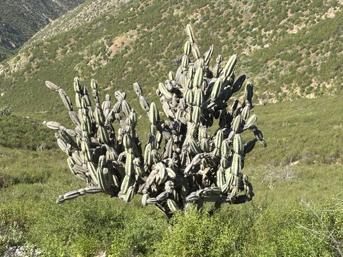Armatocereus matucanensis, photograph 1