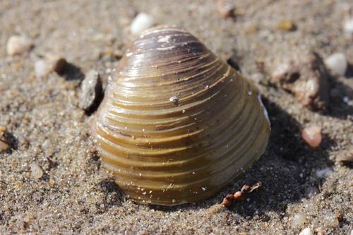 Asian Clam, photo 2 of 10