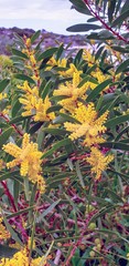 Acacia longifolia sophorae