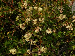 Holodiscus discolor microphyllus