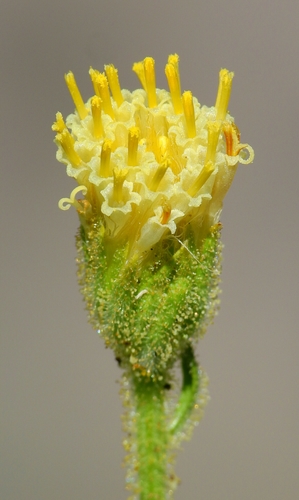 Mt. Shasta arnica (Arnica viscosa)
