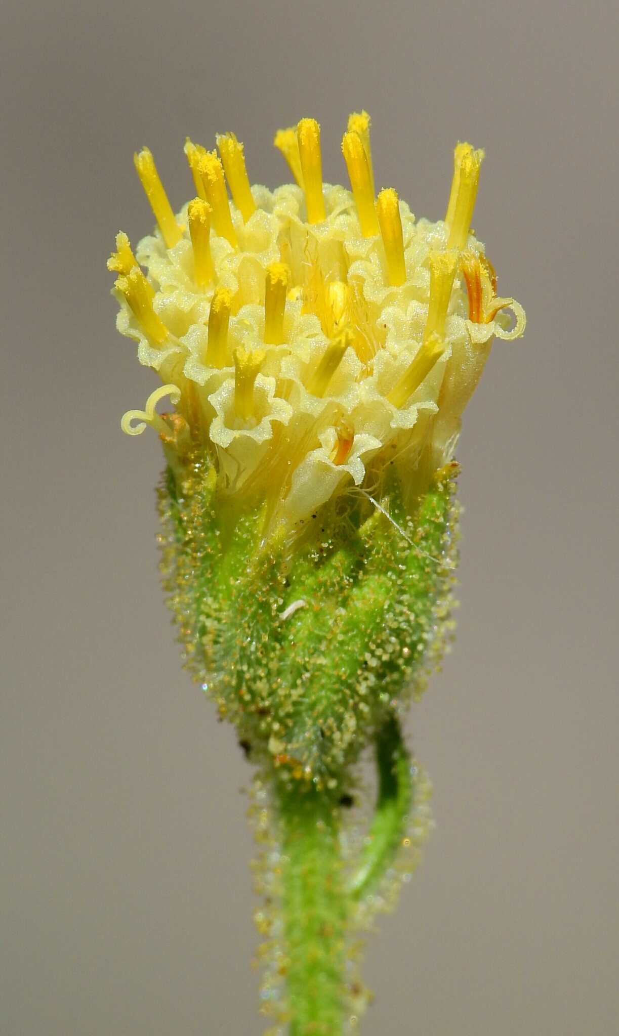 Arnica viscosa