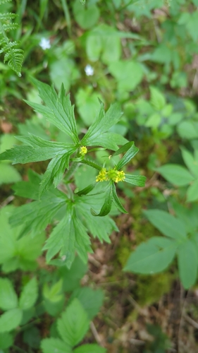 Image of Ranunculus uncinatus by (c) Pete Lypkie, some rights reserved (CC BY)
