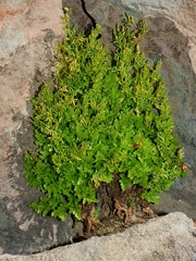 Cryptogramma cascadensis
