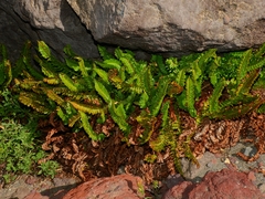 Polystichum scopulinum