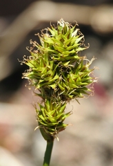 Carex straminiformis