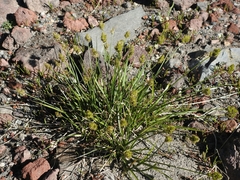 Carex straminiformis