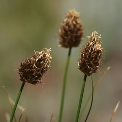 Carex breweri