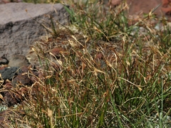 Juncus parryi