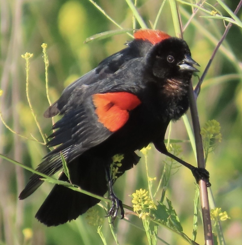 Red-winged Blackbird (California Bicolored)