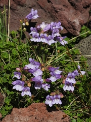Penstemon davidsonii davidsonii