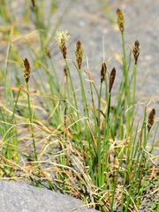 Carex breweri
