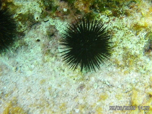 Ježinci (Echinoidea)