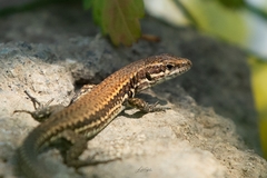 Podarcis muralis