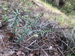 Lithospermum ruderale