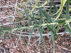 Lithospermum ruderale