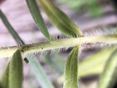 Lithospermum ruderale