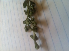 Brickellia nevinii