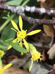 Senecio ovatus