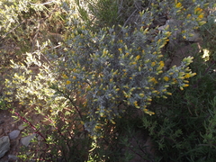 Pteronia incana